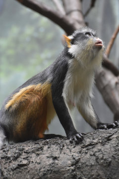 Wolf's Guienon Monkey Looking Up Into a Tree