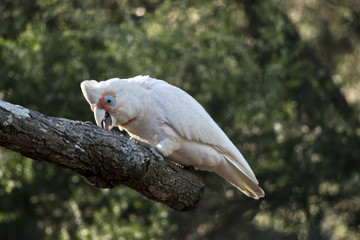 long beaked corella