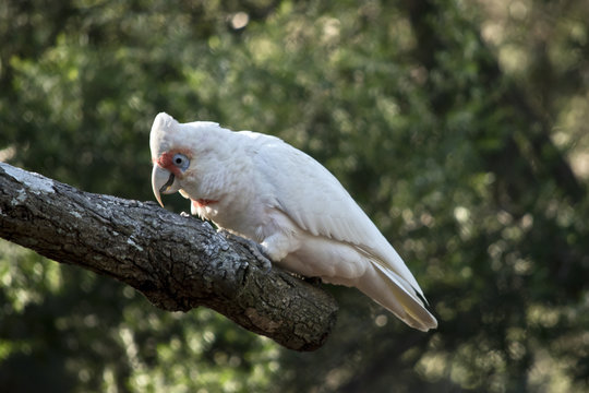 Fototapeta long beaked corella