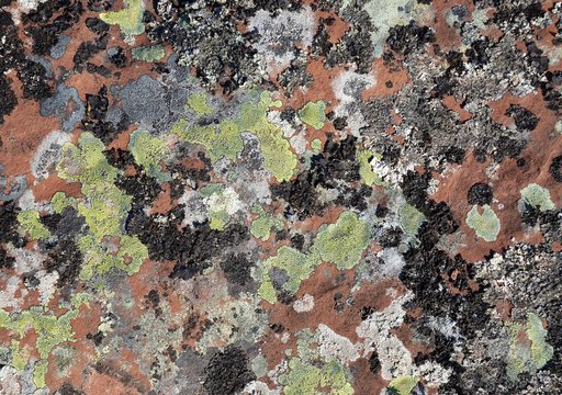 Multicolored mosses, fungi and lichens of green, black, gray, white, ash color, growing on huge brown stone slabs, create a quaint camouflage pattern. Kola Peninsula, Tersky coast, White Sea