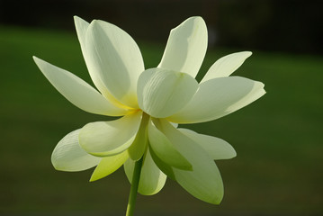 Lotus blanc en été au jardin