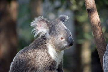 Naklejka premium koala