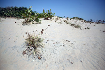 white beach with green plants and blue sky