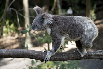 koala