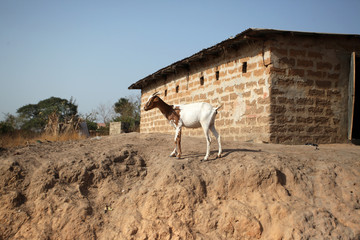 white and brown goat with a brick building