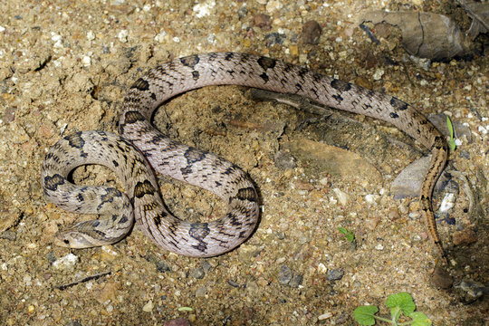 Image of banded kukri snake(Oligodon fasciolatus) on the ground. Reptile Animal