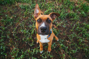 Adorable purebred dog in park