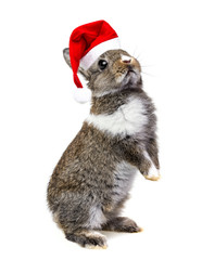 little baby rabbit with a red santa cap