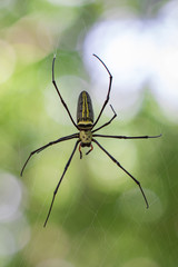 Image of Spider Nephila Maculata, Gaint Long-jawed Orb-weaver in the net. Insect Animal