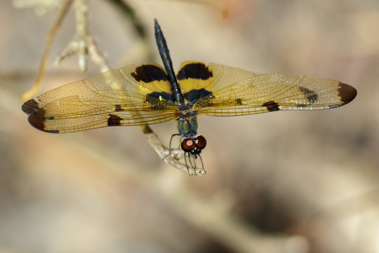 Image of a rhyothemis phyllis dragonflies on a tree branch. Insect Animal