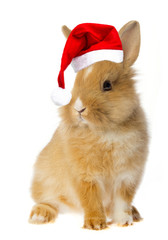 little rabbit with a red santa cap
