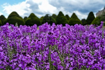 Purple Flowers in Hampton Court Palace