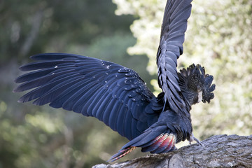 red tailed black cockatoo © susan flashman