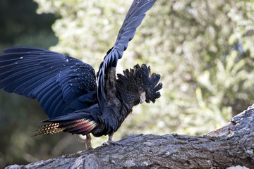 Fototapeta premium red tailed black cockatoo