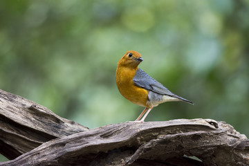 Orange-headed Thrush immigrant to park in Thailand 