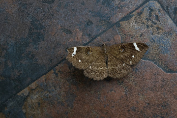 Moth