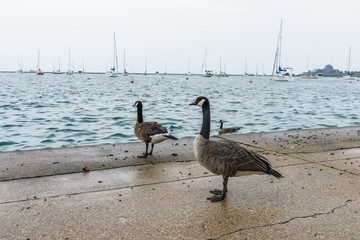 Wild geese by the Lake Michigan  © Reka