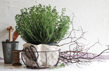 Thymianpflanze (Stillleben)