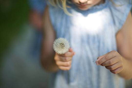 girl with fresh thistle flower. hands, kid, white flower, delicate.