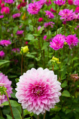 Fototapeta premium Dahlie mit rosa Blüten