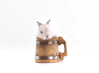 rabbit in a beer mug