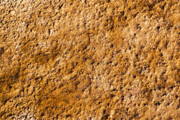 Dried seaweed on the sand beach