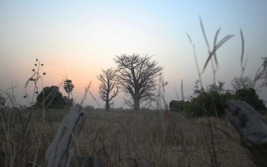 Naklejka premium beautiful two baobab trees