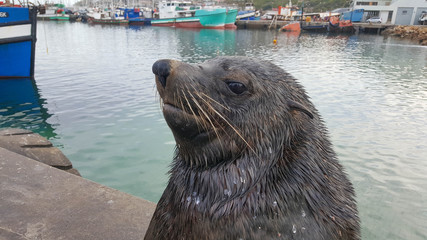 Cape fur seal at Hout Bay in South Africa.