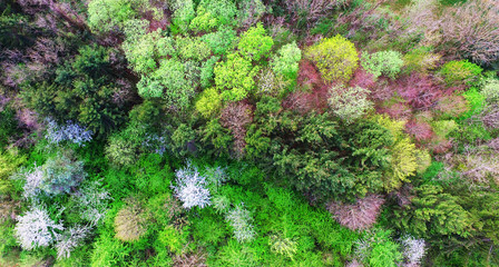 Leuchtender Mischwald.