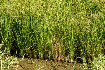 Oryza panicles and plants in water at flooded field near Besate, Italy