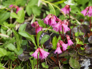 コイワカガミ(Schizocodon soldanelloides)