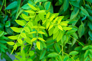 Sophora japonica tree. tree leaves. Acacia. Blurred Background of green leaves.