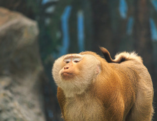Rhesus macaque