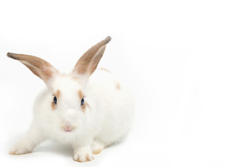 White rabbit isolated on white background.