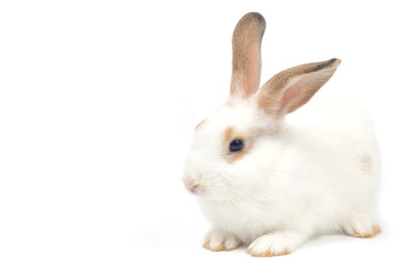 White rabbit isolated on white background.