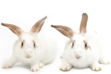 Fototapeta na wymiar White rabbit isolated on white background.