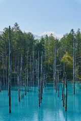 美瑛 白金の青い池