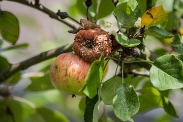 Faule Äpfel