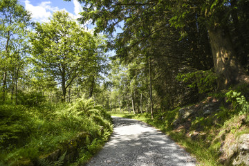 Fototapeta premium Path in the forest on the trail on a sunny summer day in Norway.