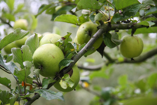 Reife Äpfel im Biogarten