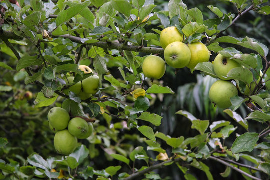 Reife Äpfel im Biogarten