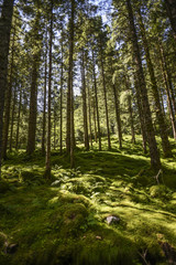 Forest landscape on a sunny summer day in Bergen, Norway.