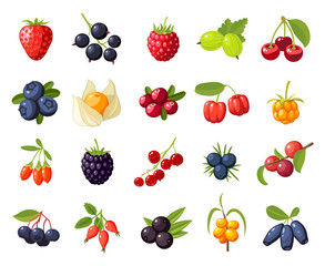 Set branches berries and leaves: cherry, rose, strawberry, acai, raspberry, juniper, cranberry, cloudberry, blueberries, goji, acerola, blackberries, currants, honeysuckle. Vector flat icon isolated