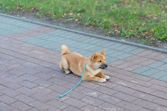 Beautiful young red shiba inu puppy dog playing outdoor