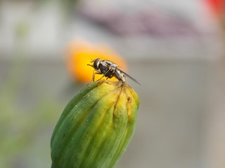 a fly is ready to fly