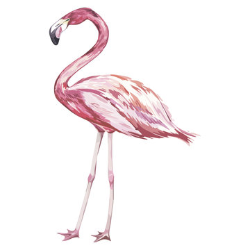Pink flamingo watercolor illustration isolated on white background. Vector EPS 10