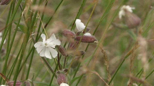Bladder campions in field