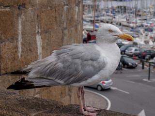 Gaviota / Mouette / Seagull. Sant Malo