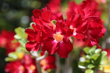 Red Adenium flowers.