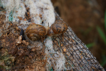 a pair of snails on the wood